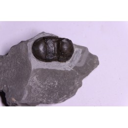 Bumastus ioxus - Silurien - Rodchester shale - New York  USA