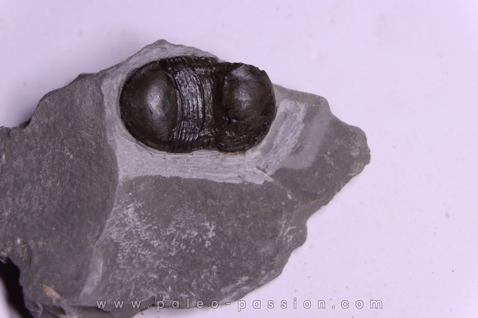 Bumastus ioxus - Silurien - Rodchester shale - New York USA