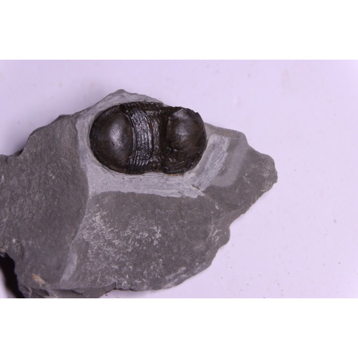 Bumastus ioxus - Silurian - Rodchester shale - New York