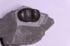 Bumastus ioxus - Silurien - Rodchester shale - New York USA