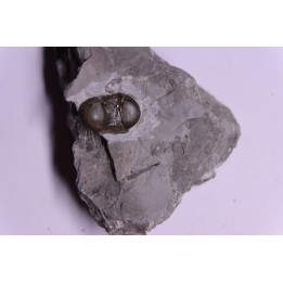 Bumastus ioxus - Silurian - Rodchester shale - New York