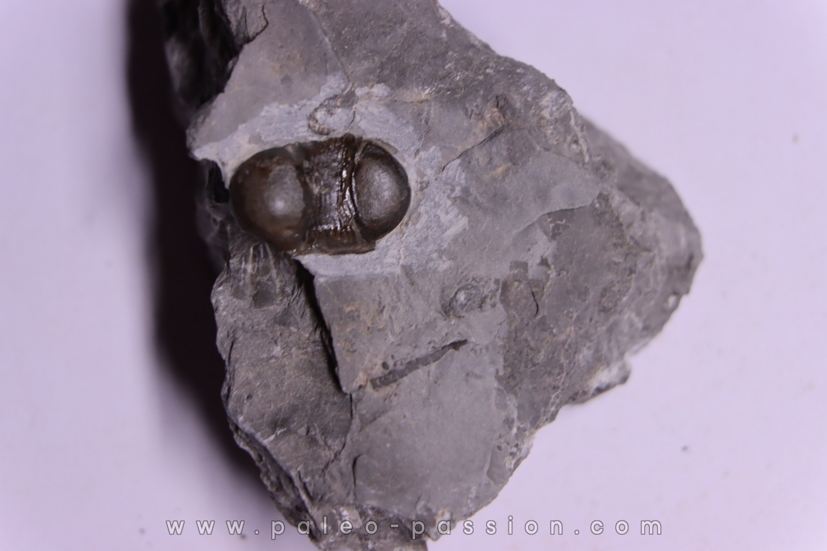 Bumastus ioxus - Silurian - Rodchester shale - New York