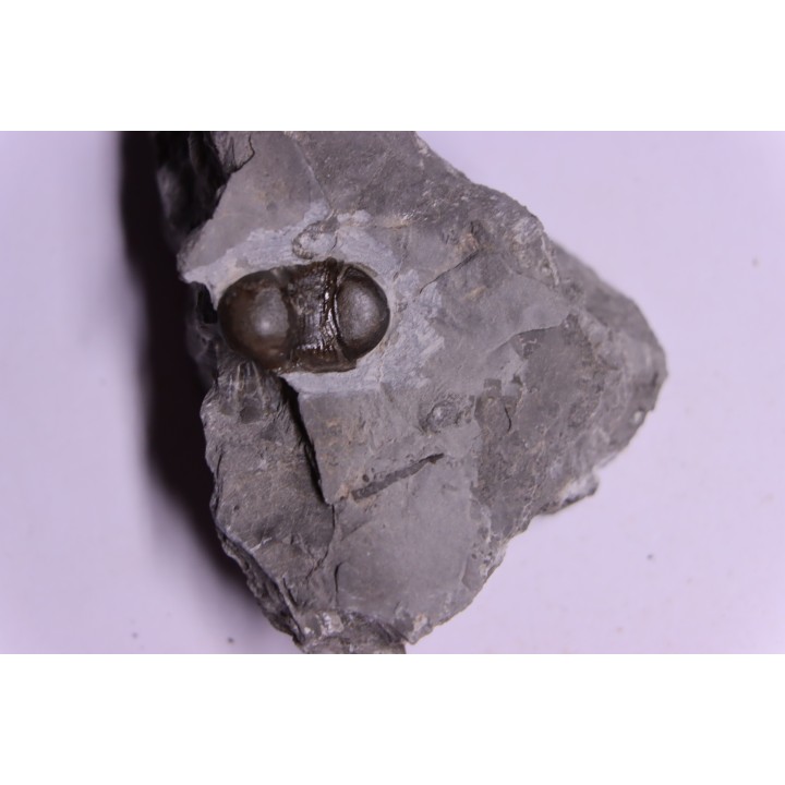 Bumastus ioxus - Silurian - Rodchester shale - New York