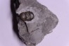 Bumastus ioxus - Silurian - Rodchester shale - New York