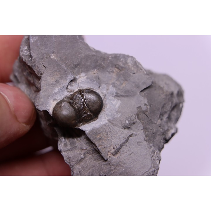 Bumastus ioxus - Silurian - Rodchester shale - New York