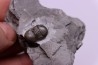 Bumastus ioxus - Silurian - Rodchester shale - New York