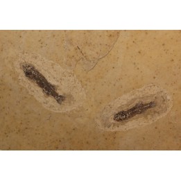 PROLEBIAS GORETI - Oligocene - Provence - France