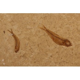 GOSIUTICHTHYS PARVUS - Eocène - green river formation  - Farson, Wyoming - USA