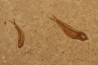 GOSIUTICHTHYS PARVUS - Eocène - green river formation - Farson, Wyoming - USA