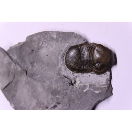 Bumastus ioxus - Silurien - Rodchester shale - New York  USA