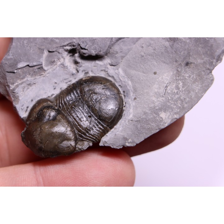 Bumastus ioxus - Silurien - Rodchester shale - New York  USA