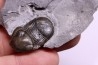 Bumastus ioxus - Silurian - Rodchester shale - New York