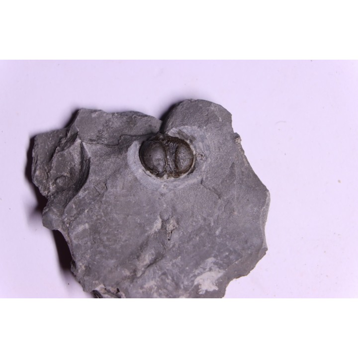 Bumastus ioxus - Silurian - Rodchester shale - New York