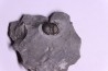 Bumastus ioxus - Silurien - Rodchester shale - New York USA
