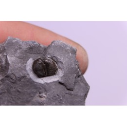 Bumastus ioxus - Silurian - Rodchester shale - New York