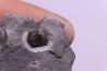 Bumastus ioxus - Silurian - Rodchester shale - New York