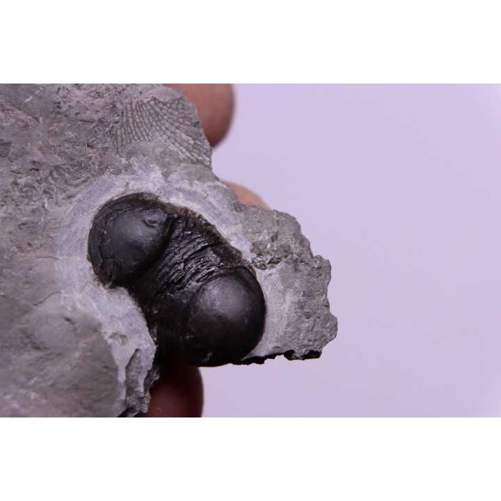 Bumastus ioxus - Silurien - Rodchester shale - New York  USA