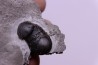 Bumastus ioxus - Silurien - Rodchester shale - New York USA