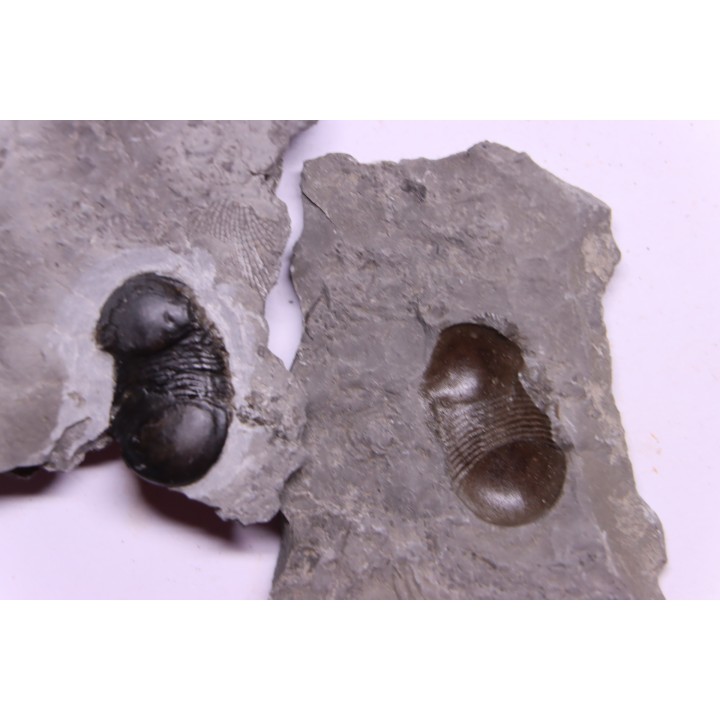 Bumastus ioxus - Silurian - Rodchester shale - New York