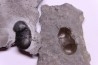 Bumastus ioxus - Silurien - Rodchester shale - New York  USA