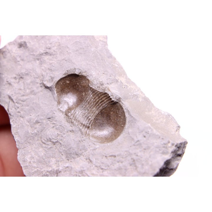Bumastus ioxus - Silurien - Rodchester shale - New York  USA