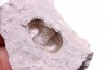 Bumastus ioxus - Silurian - Rodchester shale - New York