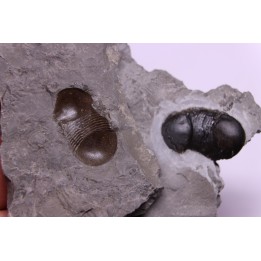 Bumastus ioxus - Silurian - Rodchester shale - New York
