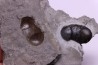 Bumastus ioxus - Silurian - Rodchester shale - New York