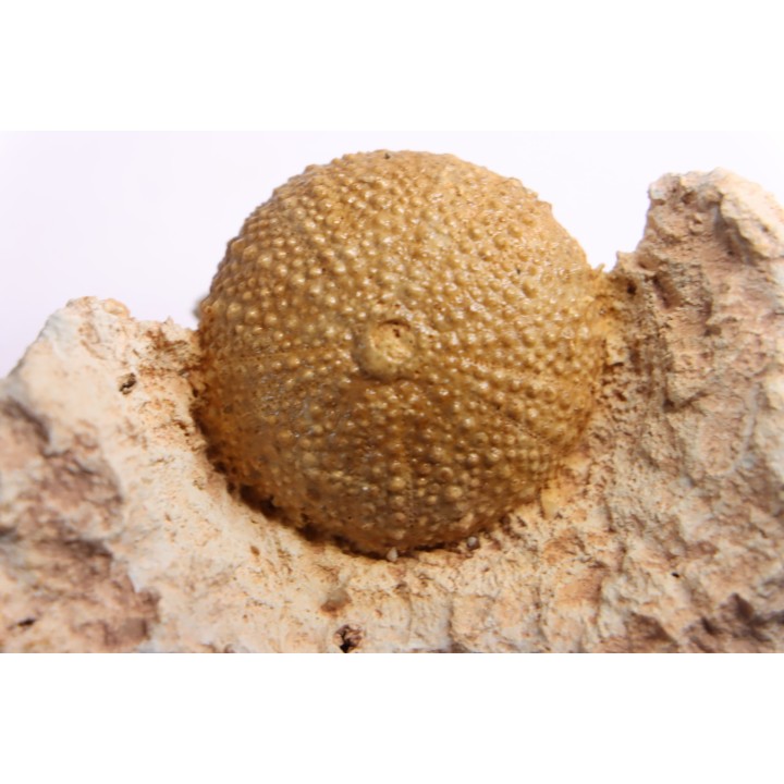 Pseudodiadema tetragramma - oxfordian - Novion-Porcien - Ardennes, France