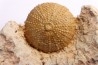Pseudodiadema tetragramma - oxfordian - Novion-Porcien - Ardennes, France