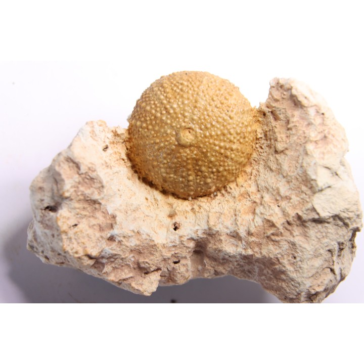 Pseudodiadema tetragramma - oxfordien - Novion-Porcien - Ardennes, France
