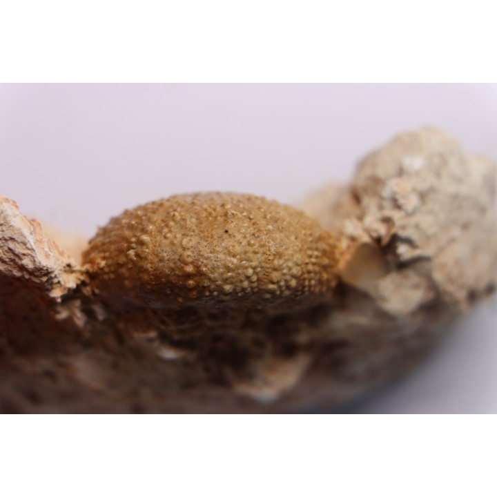Pseudodiadema tetragramma - oxfordian - Novion-Porcien - Ardennes, France