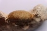 Pseudodiadema tetragramma - oxfordien - Novion-Porcien - Ardennes, France