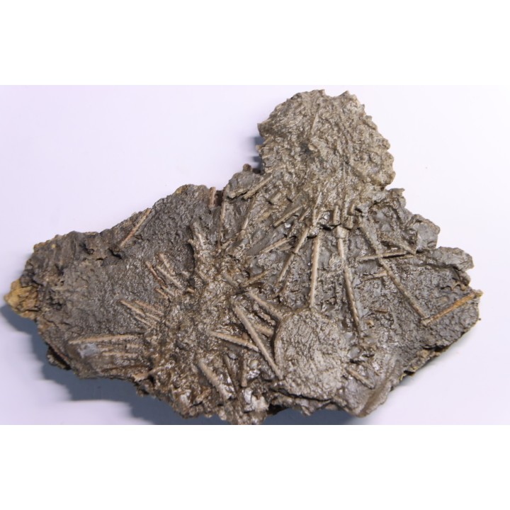Archaeocidaris brownwoodensis - and very rare  Elliptechinus kiwiaster - Pennsylvanian - Texas, USA