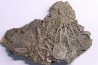 Archaeocidaris brownwoodensis et tres rare Elliptechinus kiwiaster - Pennsylvanian - Texas, USA
