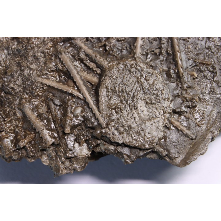 Archaeocidaris brownwoodensis et tres rare Elliptechinus kiwiaster - Pennsylvanian - Texas, USA