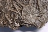 Archaeocidaris brownwoodensis - and very rare  Elliptechinus kiwiaster - Pennsylvanian - Texas, USA
