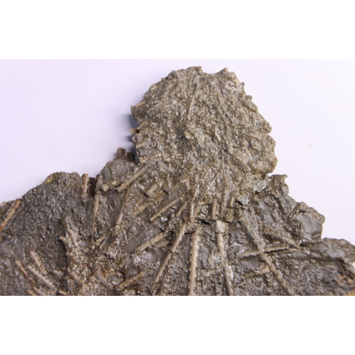 Archaeocidaris brownwoodensis et tres rare Elliptechinus kiwiaster - Pennsylvanian - Texas, USA