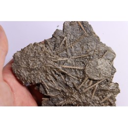 Archaeocidaris brownwoodensis - and very rare  Elliptechinus kiwiaster - Pennsylvanian - Texas, USA