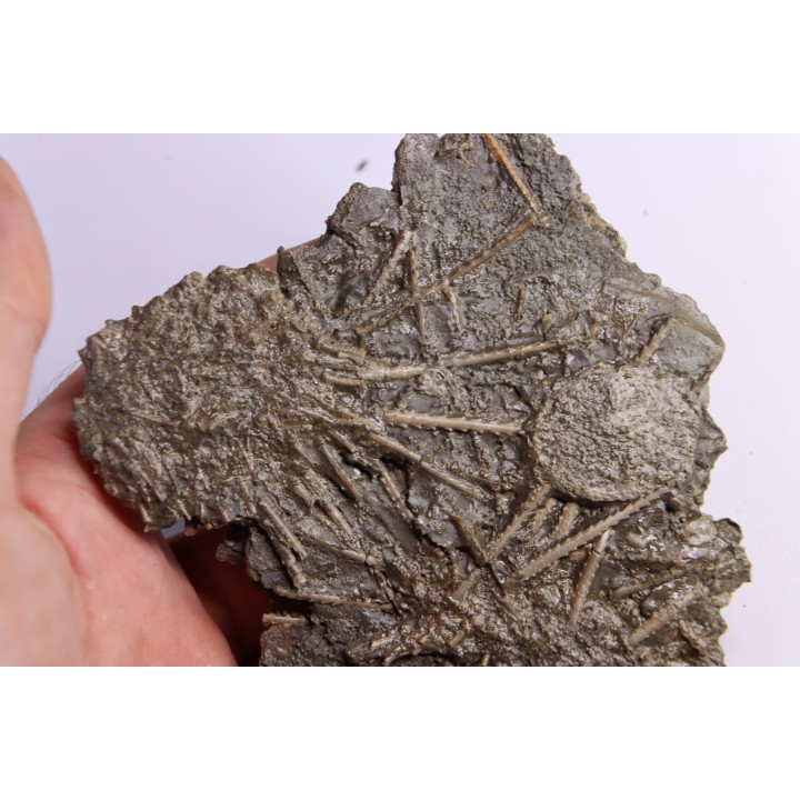 Archaeocidaris brownwoodensis et tres rare Elliptechinus kiwiaster - Pennsylvanian - Texas, USA