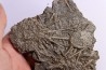 Archaeocidaris brownwoodensis - and very rare  Elliptechinus kiwiaster - Pennsylvanian - Texas, USA