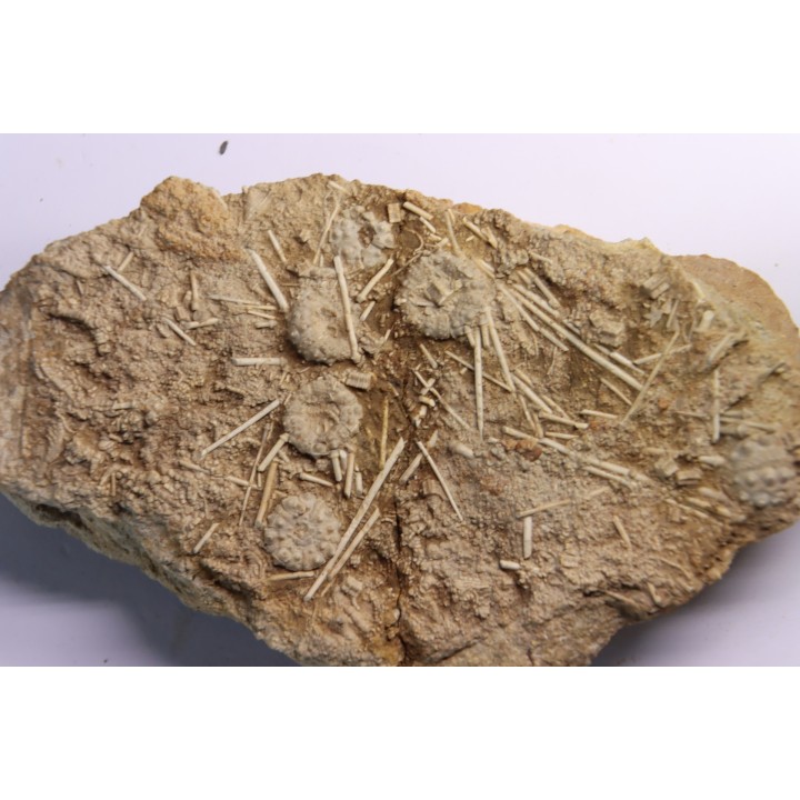 Acrosalenia hemicidaroides - middle jurassic  Landaville, FRANCE