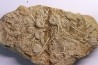 Acrosalenia hemicidaroides - jurassique moyen - Landaville, FRANCE