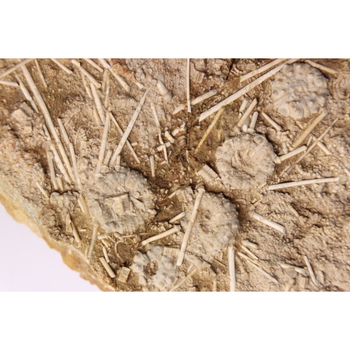 Acrosalenia hemicidaroides - middle jurassic  Landaville, FRANCE