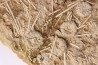 Acrosalenia hemicidaroides - middle jurassic  Landaville, FRANCE