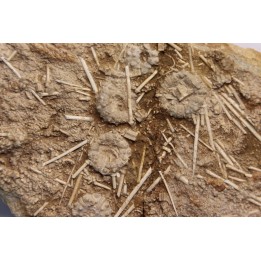 Acrosalenia hemicidaroides - jurassique moyen - Landaville, FRANCE