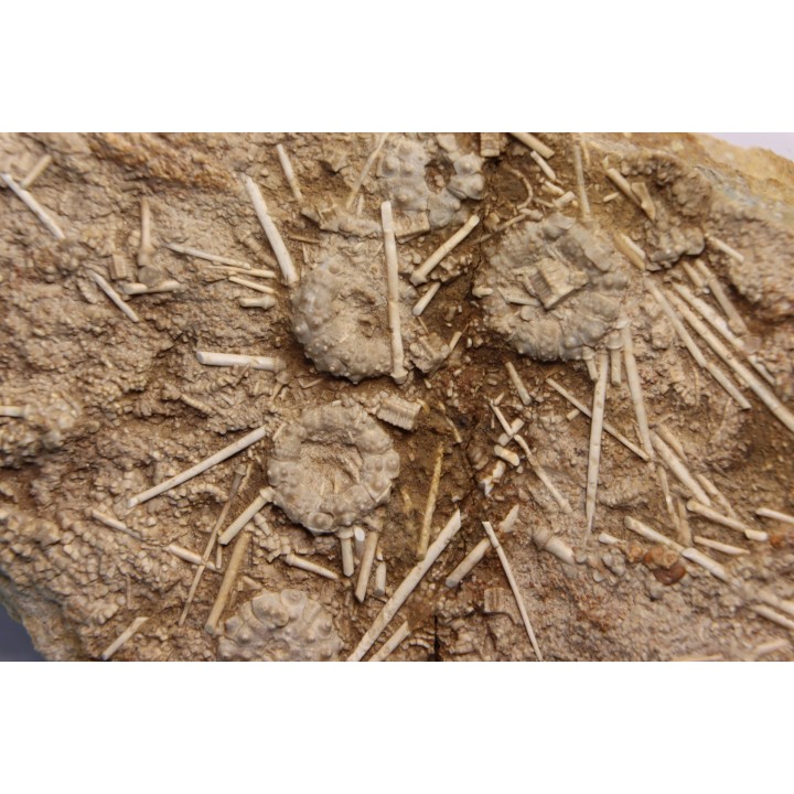 Acrosalenia hemicidaroides - jurassique moyen - Landaville, FRANCE