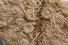 Acrosalenia hemicidaroides - middle jurassic  Landaville, FRANCE