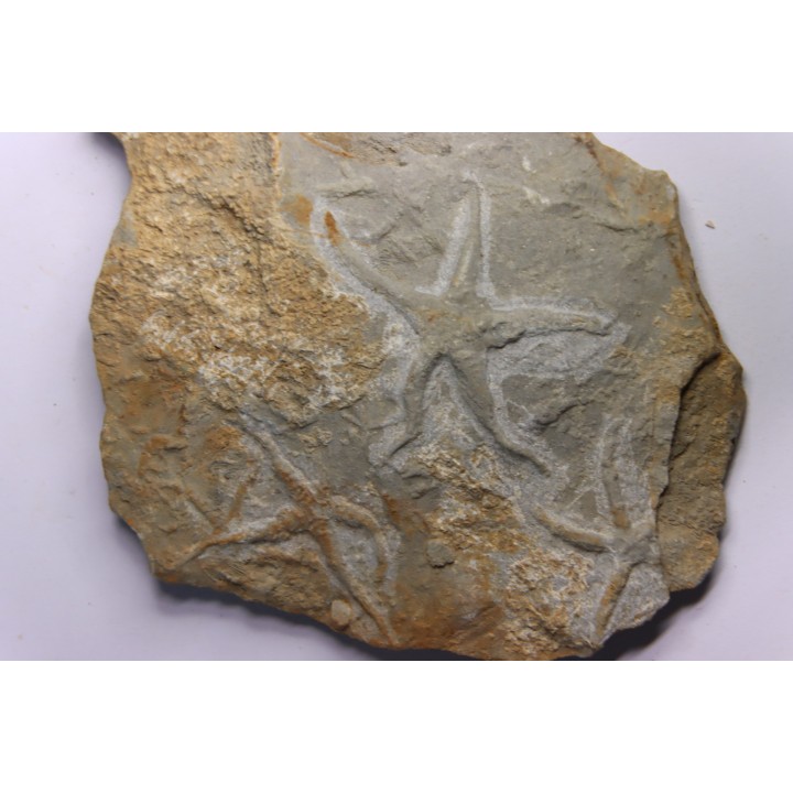 Asteriacites lumbricalis - trias - Beaune, France