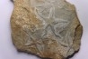 Asteriacites lumbricalis - trias - Beaune, France